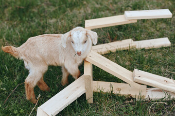 Naklejka premium Goat, kid, animal, outdoor, farm, rustic, wooden, grass, nature, playful. A young goat stands among light wooden frames in a sunny meadow, conveying countryside lifestyle, curiosity, and rustic charm.
