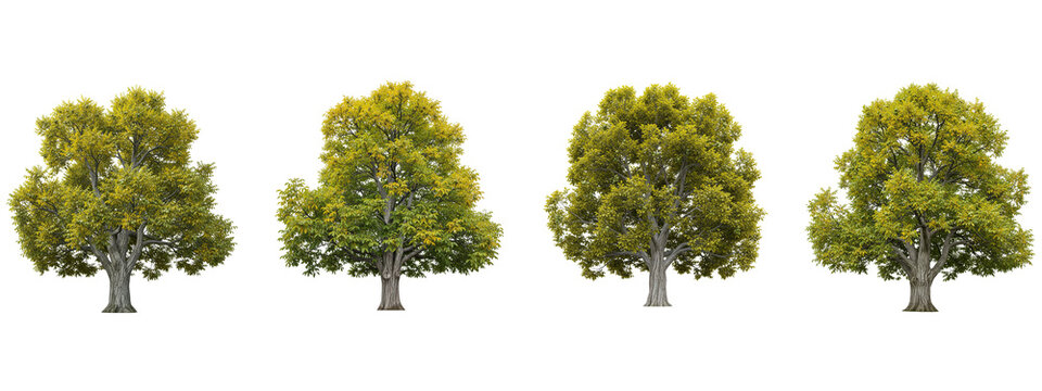 Four isolated autumn walnut trees with yellow leaves against black background