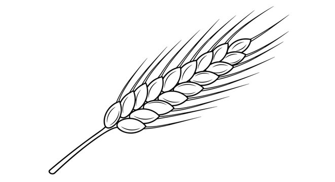 Detailed line art drawing of a single ear of wheat with many grains and long awns perfect for agricultural and organic food branding projects.