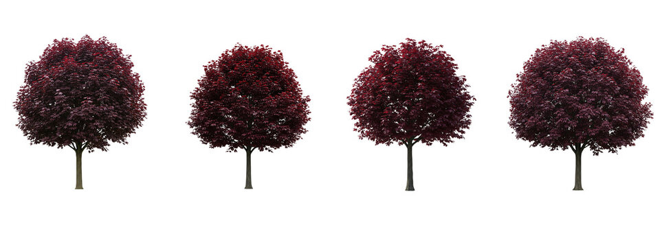 Four isolated red maple trees with lush foliage on black background