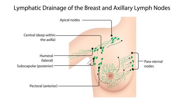 Lymphatic Drainage of the Breast
breast lymphatic drainage pathways showing axillary, apical, and parasternal lymph nodes, commonly used in breast cancer diagnosis and education.