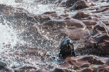 Naklejka premium One fur seal emerging from the water along the rocky coast of the cape cross seal colony in Namibia.