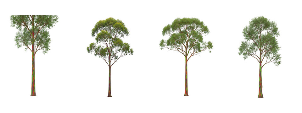 Four rainbow eucalyptus trees isolated on black background for design