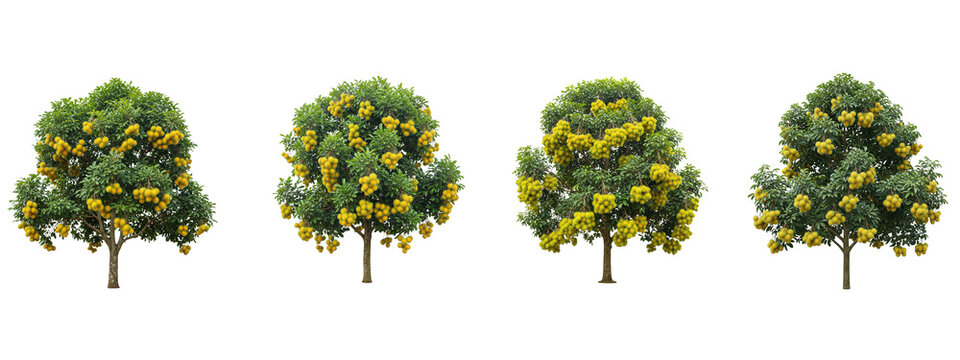 Four rambutan fruit trees isolated on black background for garden design
