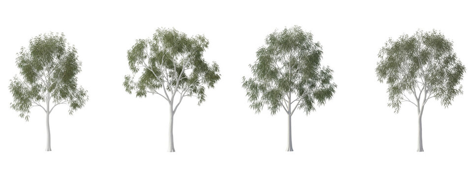 Four realistic eucalyptus tree models isolated on a black background
