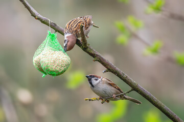 Mazurek, wróbel polny (Passer montanus) © Janusz Lipiński