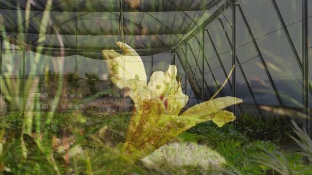 Side pan causing large yellow flower centering with grass swaying and nursery showing rows for view