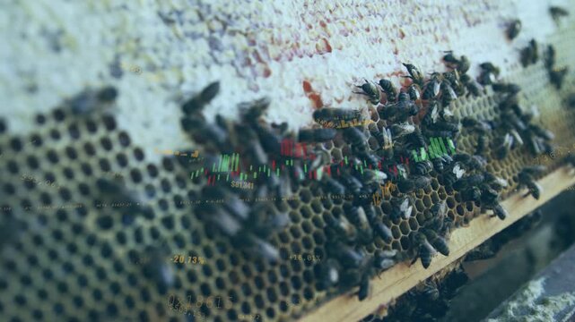 Camera panning comb frame, bees entering cells while overlay showing data for inspection