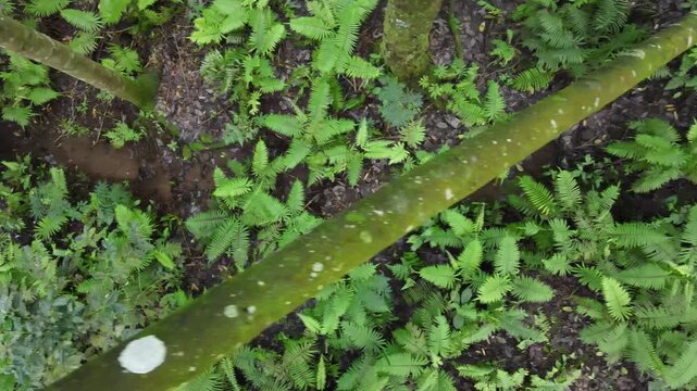 Aerial View of Damar Resin Tree Forest with Dense Fern and Orchids in Morning Light, Tropical Biodiversity Landscape, Top-down drone view. Nature scenery from above.