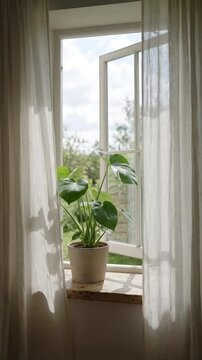Plant leaves moving near open window natural daylight soft shadows