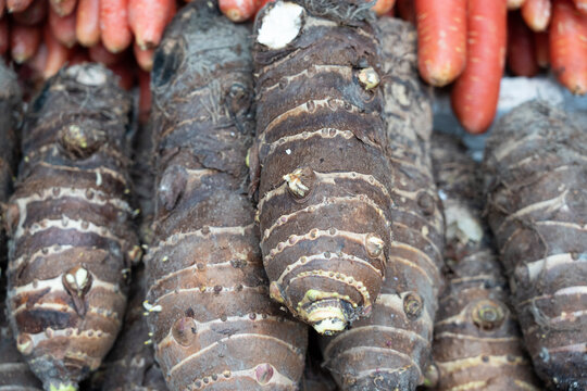 Raw taro roots showing texture and natural sprouts