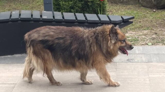 Homeless or sick dog with an injured limb walking across a park square