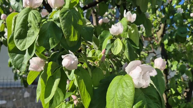 The delicate blossoms of a Quince tree (Cydonia oblonga) in early spring. The flowers are large, cup-shaped, and transition from a soft pale pink to white, nestled among vibrant, fuzzy green leaves.