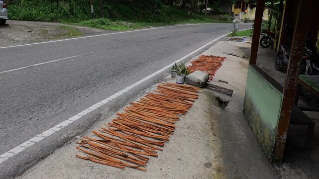 Cinammon tree and cinamon bark drying up in Sumatra, Indonesia