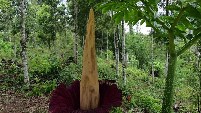 Raflesia and massive flower in West sumatra, Indonesia