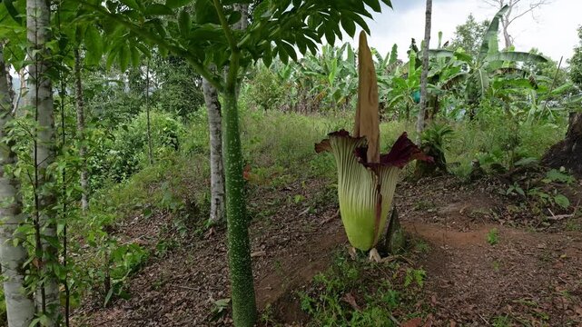 Raflesia and massive flower in West sumatra, Indonesia