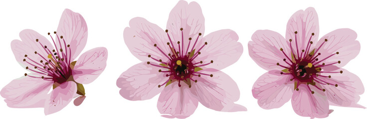 Set of 3 Cherry Blossom Flower Vector Illustrations with Soft Pink Petals and Delicate Stamen, Perfect for Spring and Floral Designs © Kirtan