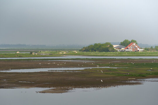 National Park in Holland. Landscape in spring with fog. House with farm. Netherlands, Zeeland, Oosterschelde.