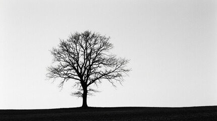 lonely tree silhouette © Pan