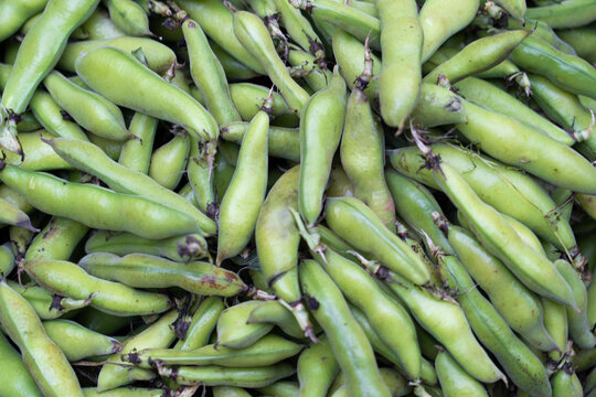 Fresh broad beans creating a green food background