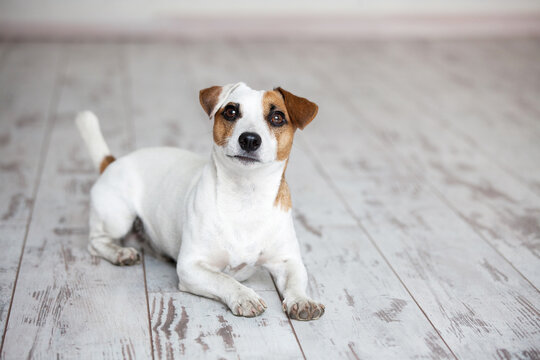 Dog sitting on white wooden floor at home
