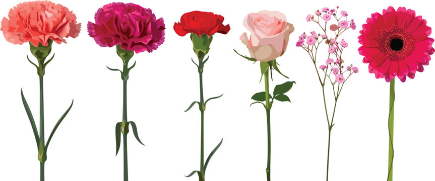 Set of 6 Floral Vector Illustrations with Carnations, Roses, and Gerbera Daisies, Perfect for Nature, Wedding, and Floral Designs