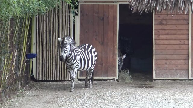 baby zebra in a zoo