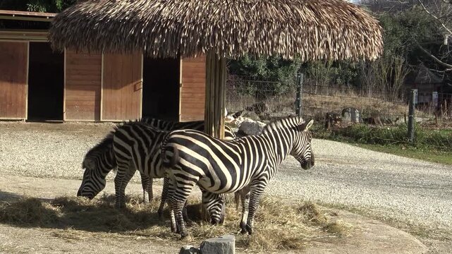 zebras in the zoo