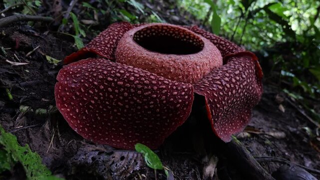 Raflesia and massive flower in West sumatra, Indonesia