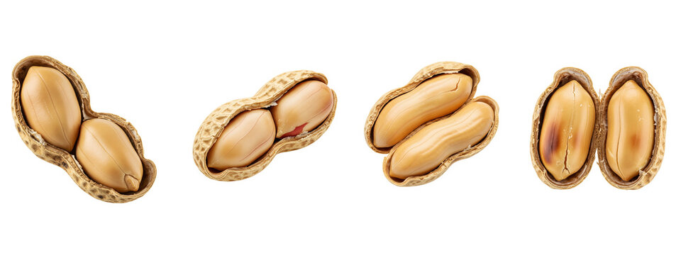 Fresh organic peanuts in shells opened on isolated black background