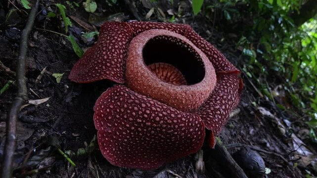 Raflesia and massive flower in West sumatra, Indonesia