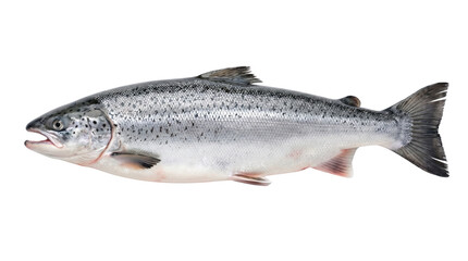 Obraz premium Fresh Atlantic salmon whole fish, raw silver salmon with scales and fins, organic seafood for culinary cooking and healthy dieting isolated PNG with Transparent Background