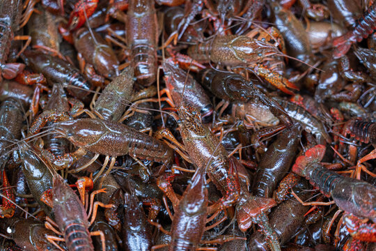 live crawfish caught for further cooking. 