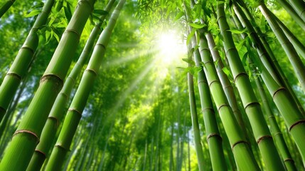 Fototapeta premium Lush Green Bamboo Forest Under Bright Sunlight with Rays of Light Streaming Through Leaves