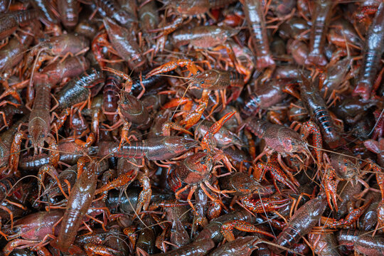 live crawfish caught for further cooking. 