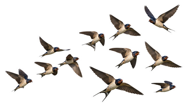Migrating barn swallows in flight, flock of wild birds with spread wings, seasonal bird migration, group of swallows flying together isolated PNG with Transparent Background