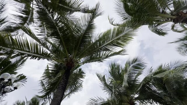 Tropical coconut palm trees stretching toward a clear blue sky on Ong Lang Beach, Phu Quoc Island, Vietnam