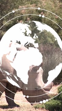 Vertical video: Globe emerging rotating and covering rhino as rhino grazing showing global tracking