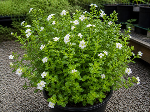 Bacopa Monnieri Brahmi Plant with White Flowers Growing in Black Pot at Garden Nursery &ndash; Medicinal Ayurvedic Herb Concept