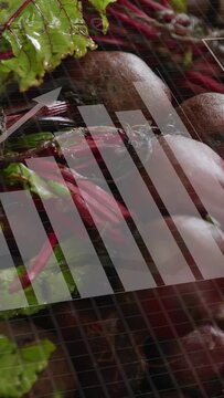 Vertical video: On circles appearing, HUD analyzing beetroots, charts rising, tagging roots for QC
