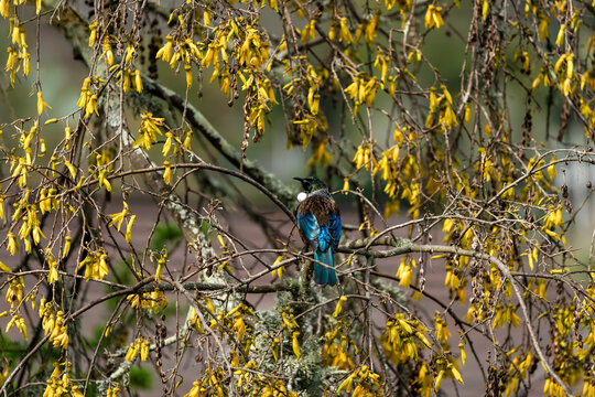 Colorful native New Zealand Tui bird in yellow blooming Kōwhai tree