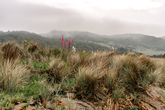 Vibrant pink foxglove flowers and grasses on coastal dunes