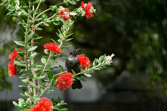 Juvenile native Tui bird in endemic pōhutukawa tree