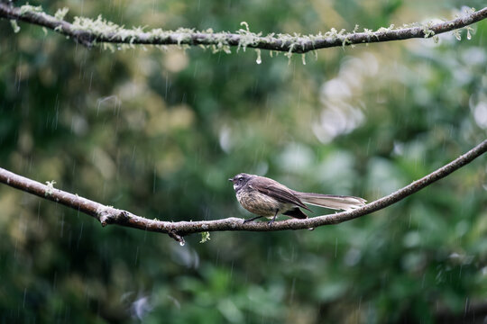 New Zealand fantail bird on wet branches in rain