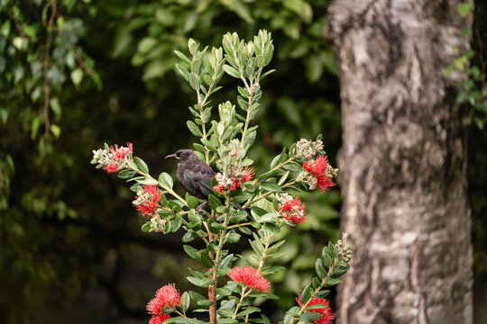 Young native Tui bird in endemic pōhutukawa tree