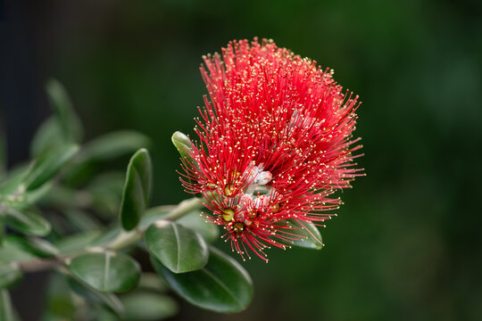 Native endemic pōhutukawa New Zealand Christmas tree