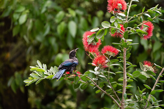 Young endemic Tui bird in native pōhutukawa christmas tree