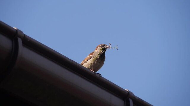 Bird holding grass flower in its beak. Sparrow bird holding grass flower in its beak