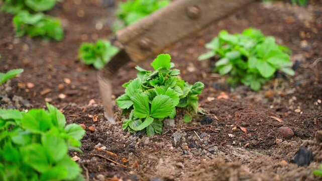 Loosening soil with hoe on garden bed with growing strawberries close-up slow motion