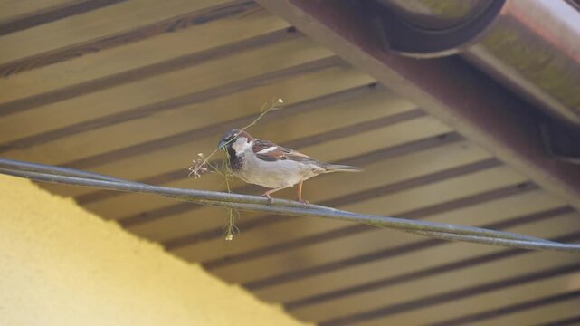 Bird holding grass flower in its beak. Sparrow bird holding grass flower in its beak